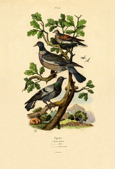 Pigeons by French School